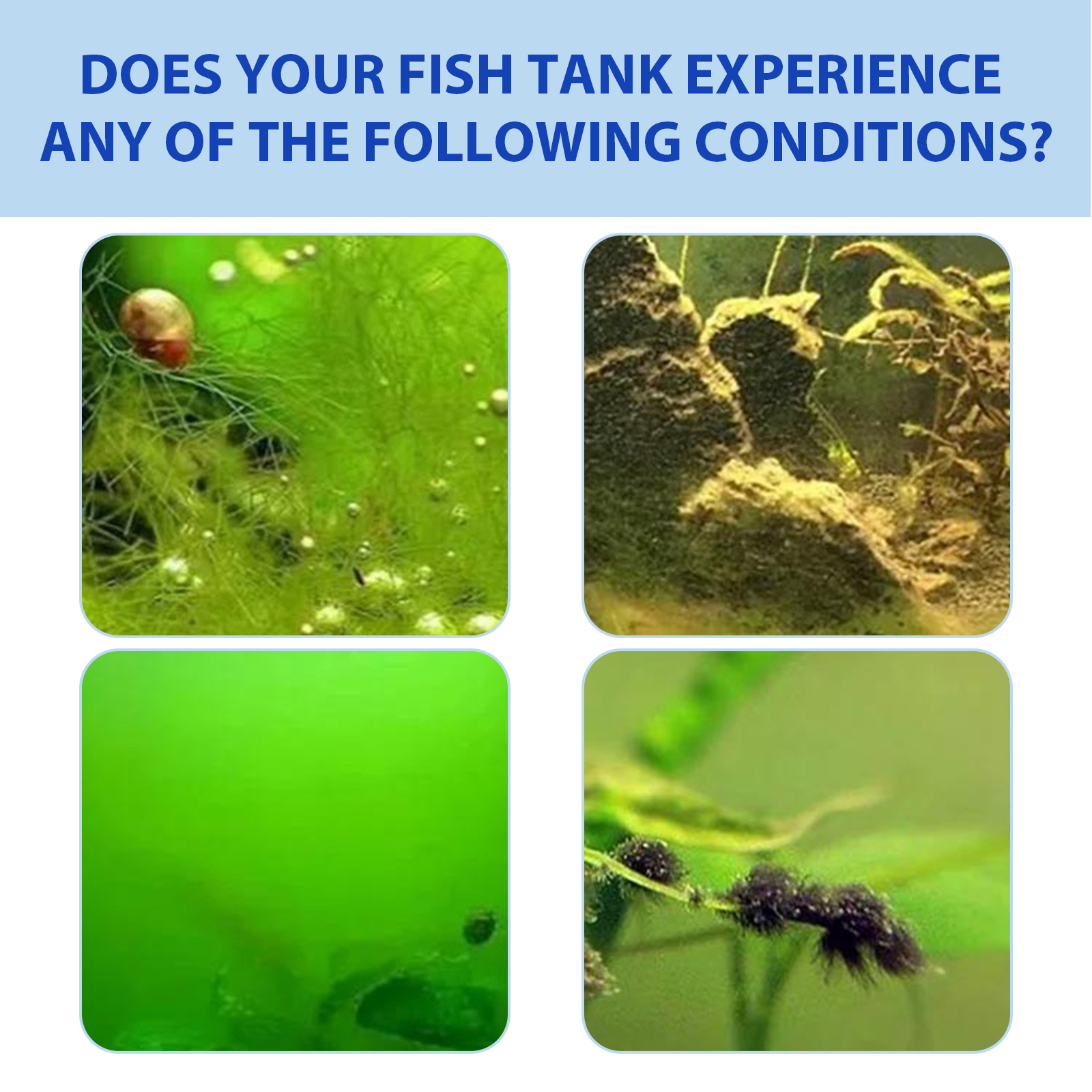 생물학적 수족관 조류 제어 파우더 - 어항용 빠른 물  - Planted Aquarium Algae Control 리뷰 및 가격