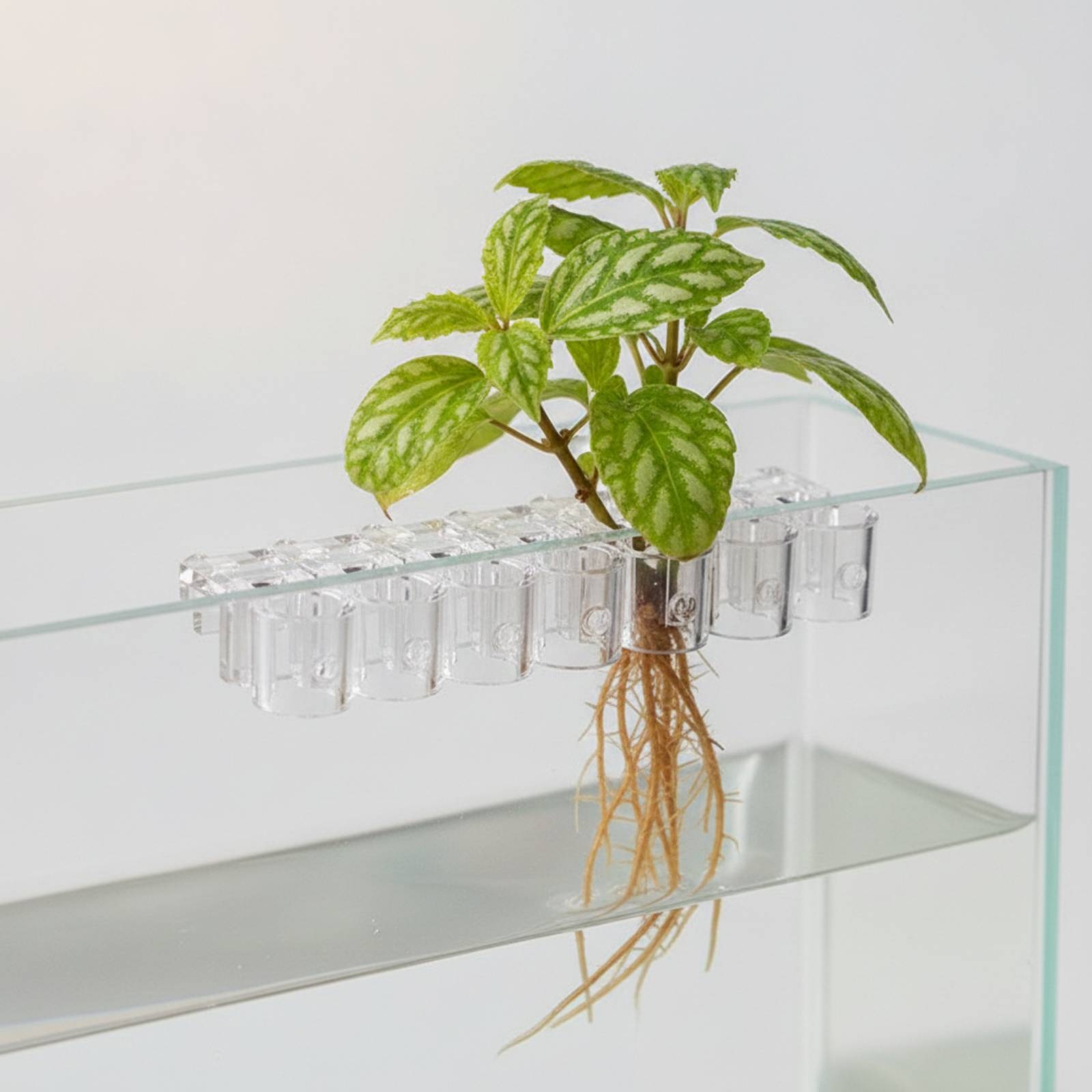 6개 수족관 플랜터 투명 수경 재배 지지 클립(나사 포 - Aquarium Plant 리뷰 및 가격