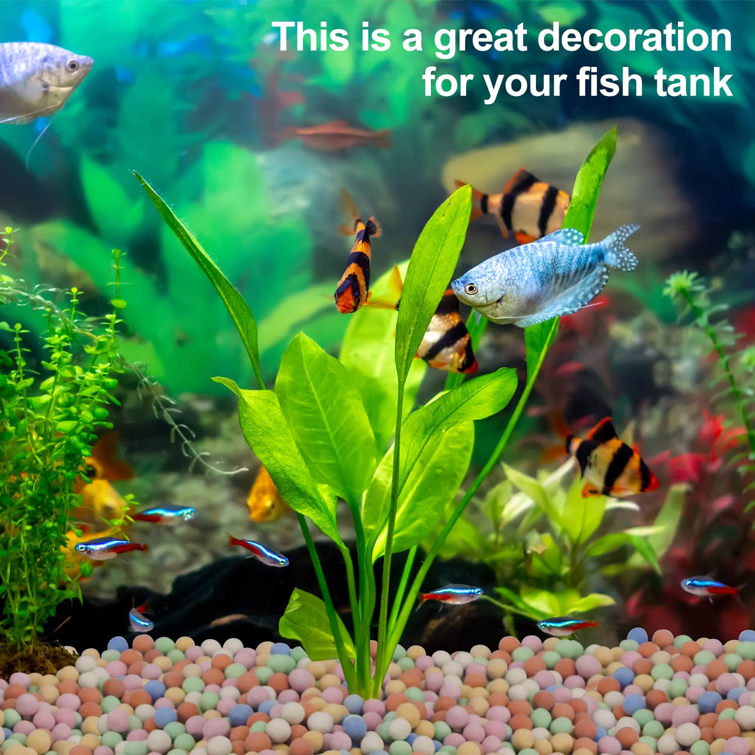 수경 식물 장식 다채로운 Ceramsite 수족관 탱크 - Aquarium Plant Vitamins 리뷰 및 가격