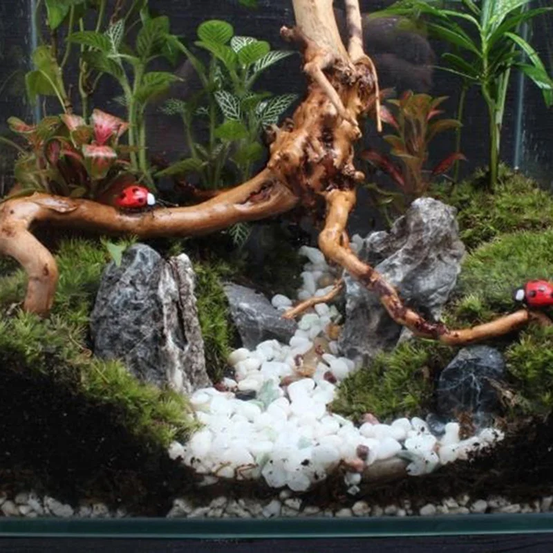 천연 나무 줄기 유목 수족관 물고기 탱크 파충류 실린더 - Aquarium Plant Root Tabs 리뷰 및 가격