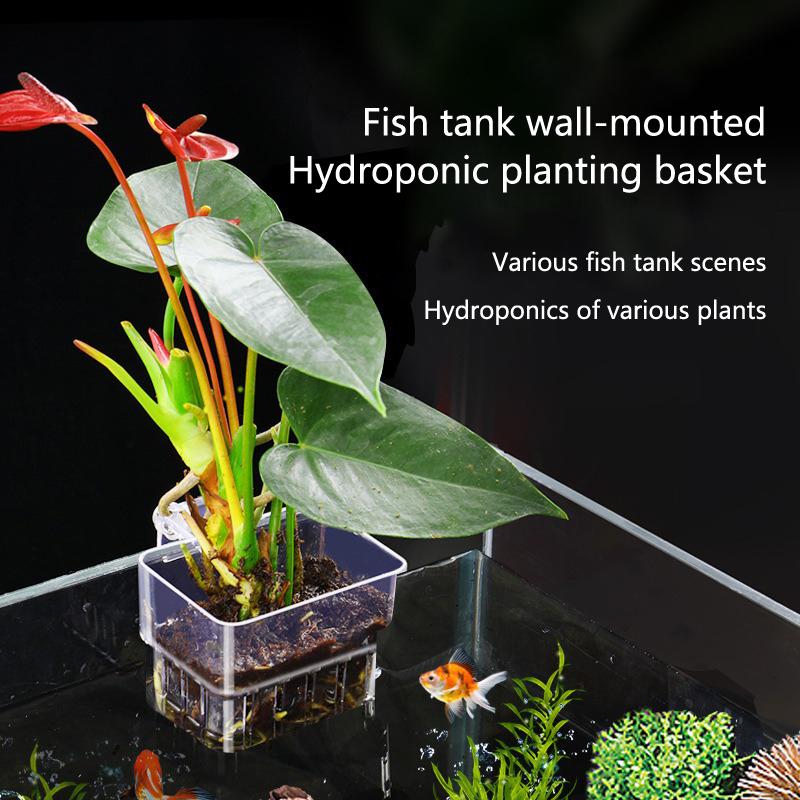 수족관 수경 재배 컵 2 5 10개입 수생 식물 재배용 - Aquarium Planted Tank Setup 리뷰 및 가격